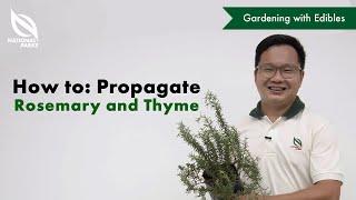 How To Propagate Rosemary And Thyme