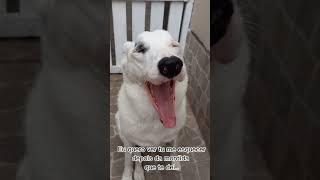 Macetei na mordida #viralata #shortsyoutube #dog #humor  #influencer #cachorro
