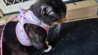My niece's Cat Cleo using the Little Kitty co harness
