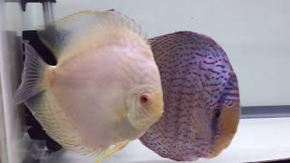 New Discus from First Coast Discus