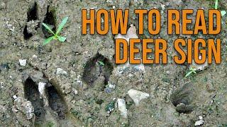 How to Read Deer Sign!