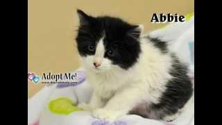 Adorable Adoptable Pets