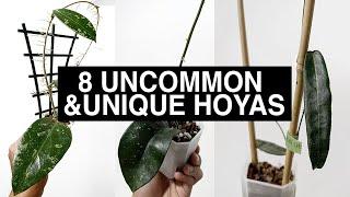 8 Uncommon and Unique Hoyas | Oct 2020