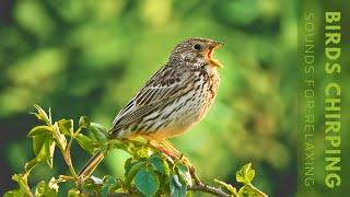 Birds Chirping - Relaxing Bird Singing Heal Stress, Relieving Anxiety, Ambient Nature