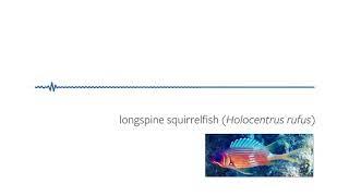 fishes have voices too: longspine squirrel fish