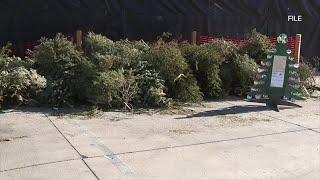 Christmas tree recycling is back open. Here's where you can take your trees