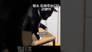 다 떨어트려야 만족하는 고양이 #코리안쇼트헤어 #고양이 #귀여운 #쇼츠