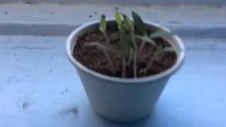 WiseOwl ToyChannel | TOMATO PLANT UPDATE #2