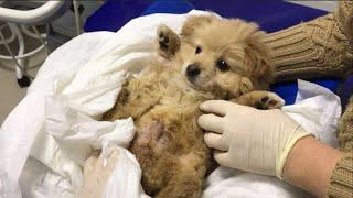 Abandoned in a landfill due to a birth defect, this puppy's heartbreaking journey pulls at our heart