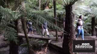 The Redwoods, Whakarewarewa Forest