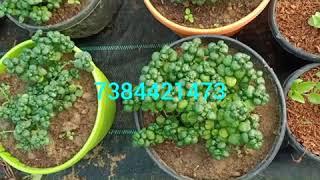 Puspanjali pranabir indore plant, caktus, seculents.hanging plants.online sell7384421473,7384421572.