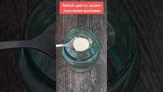 Любой цветок зацветёт пышной шапкой, 1 грамм на 1 литр воды #цветы #подкормка #герань #удобрение