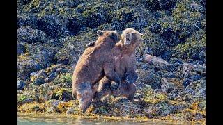 Epic Bear Fight - NO MUSIC...Full length