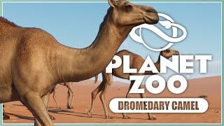 New Dromedary Camel! | Planet Zoo Arid Animal Pack | Screenshot Reveals