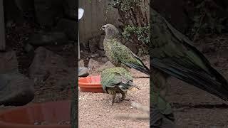 Lecker Schmand bei den Kea's  #zooparkerfurt 1/25 #kea