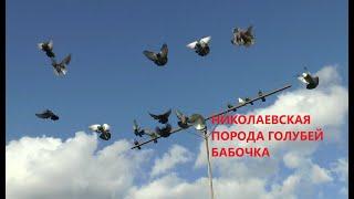 НИКОЛАЕВСКИЕ ГОЛУБИ/pigeons/ ВОВЫ КЕРЧЕНСКОГО  (1). +7(978) 820 81 45