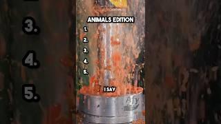 Can you win this animal challenge? #animals