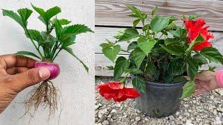 Simple method propagate hibiscus plant from onion fruit || how to grow hibiscus plant at home
