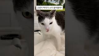이거 실화야? 박치기 기술 쓰는 고양이