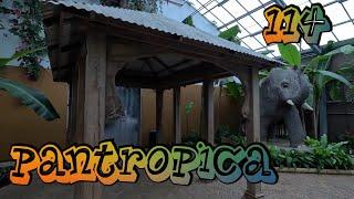 114 - Pantropica