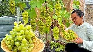 FILIPINA BRITISH LIFE IN UK: UNANG ANI NG GRAPES! DAMING BUNGA