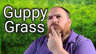 Guppy Grass!  The PERFECT Aquarium Plant?