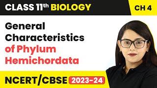 General Characteristics of Phylum Hemichordata - Animal Kingdom | Class 11 Biology Ch 4 | NCERT/CBSE