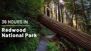 36 Hours in Redwood National Park: Exploring the Best Hikes, Groves and Trees