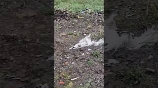 На мусорно-снежном незаконном полигоне в Маймаксе куча пластика