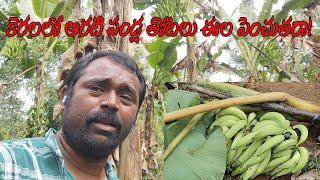 Banana Plantation In Kerala // In telugu By Sri Hari Multi Tech