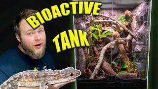 BIOACTIVE MOURNING GECKO BUILD!! | NEW AND IMPROVED!!