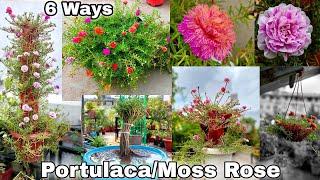 My 6 Smart ideas to grow portulaca | Moss rose plant hacks DIY