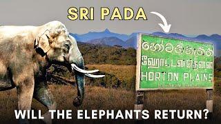 Elephants of Sri Pada | Adam's Peak