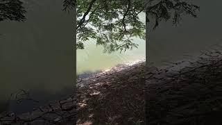 Fish||मछली||Namrata Indrajeet vlogs||Shorts Video|| Viral Video||Please Subscribe My YouTube Channel
