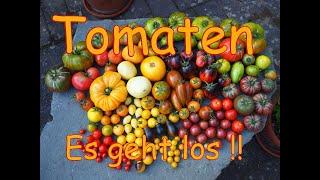 Tomatenanbau Guide 05 - Heute wird gesät