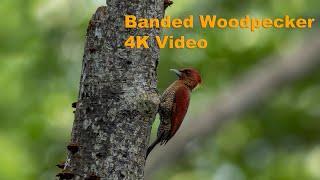 Banded Woodpecker 4K Video Captured on Canon R3 RF 600 F4 IS