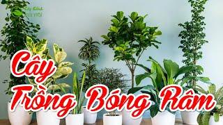 Top 5 cây trồng trong nhà chịu bóng râm, thiếu ánh sáng mà phát triển rất tốt