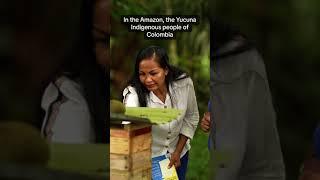 Melipona Bees - Indigenous Knowledge