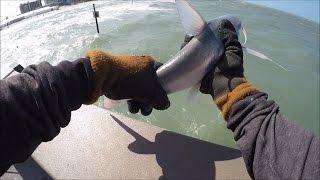 Catfish Mayhem On Florida Pier