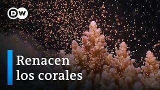 La Gran Barrera de Coral se reproduce