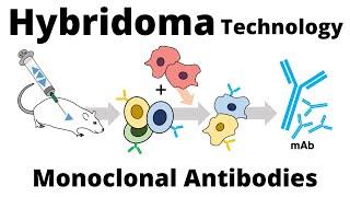 Hybridoma Technology for the Production of Monoclonal Antibodies