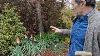 Kniphofia Caulescens: A red hot poker with great flowers AND great foliage