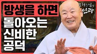 산 생명을 살려주는 방생! 방생을 하면 돌아오는 놀라운 공덕 이야기 [묘허스님의 인과 54화]