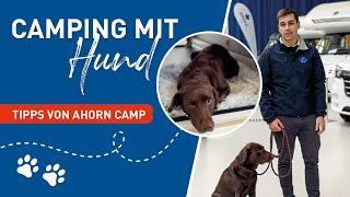 Camping mit Hund: Tipps von Ahorn Camp für Wohnmobile & Vans