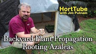 Backyard Plant Propagation 6 - Rooting Azaleas