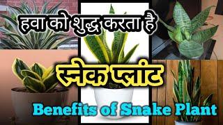 Benefits of Snake Plant | Snake Plant | Sansevieria