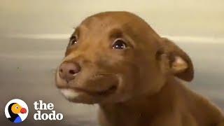 This Adorable Puppy Wouldn’t Stop Smiling in Her Shelter Kennel | The Dodo