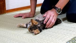 【閲覧注意】想像を絶する激痛注射に、FIPの子猫が必死でがんばりました！