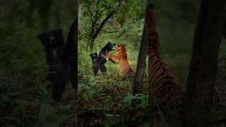 Bengal tiger vs Sloth bear #wildlife #wildtiger #india #nature #animals #viralvideo #tiger #explore