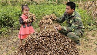 Harvesting peanuts and bring them to the market sell - Taking care of pigs,chickens and geese